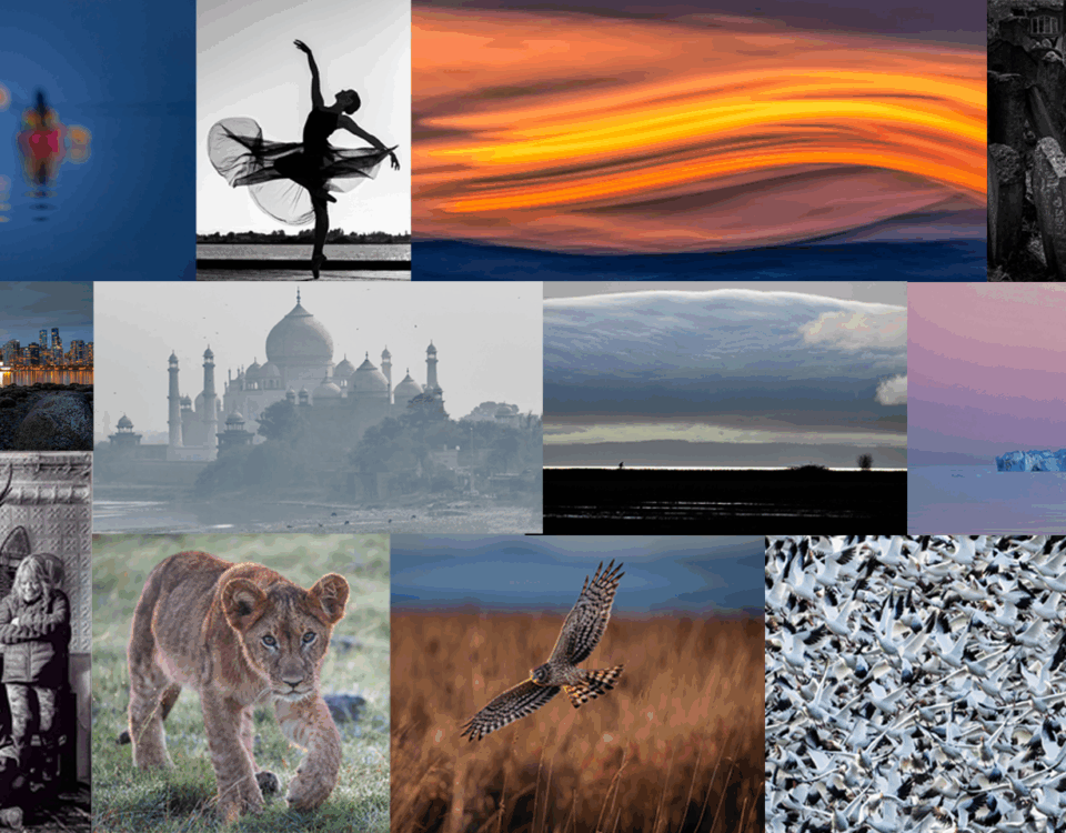 Collage of the In-House Digital Competition winning entries 241120