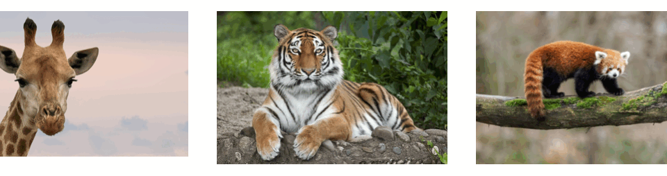 animals