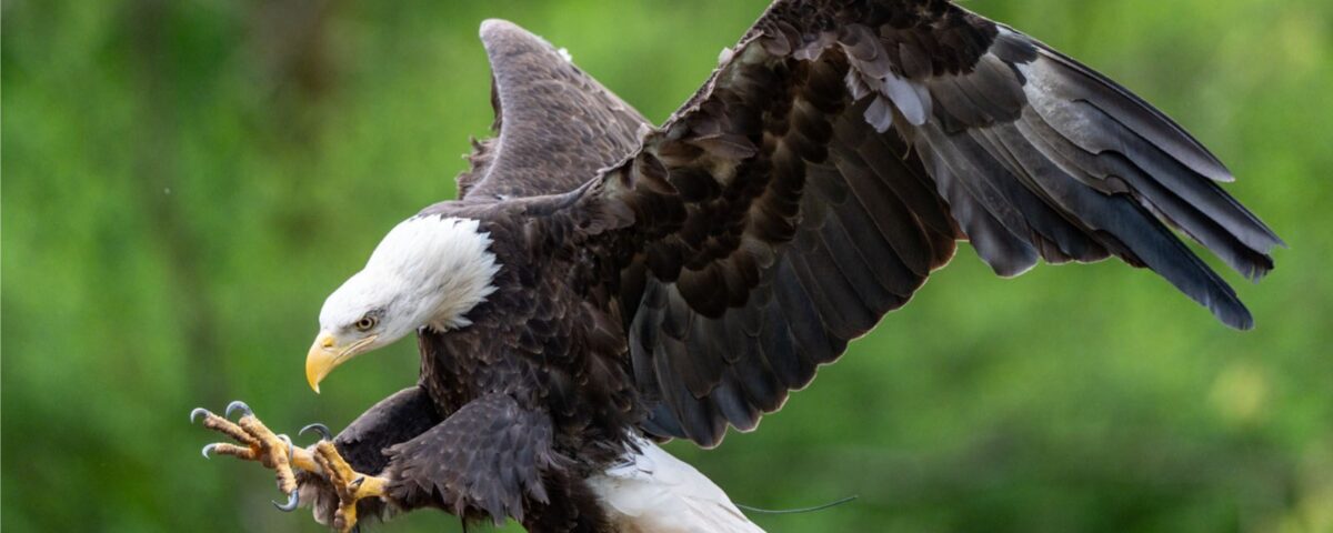 eagle in flight