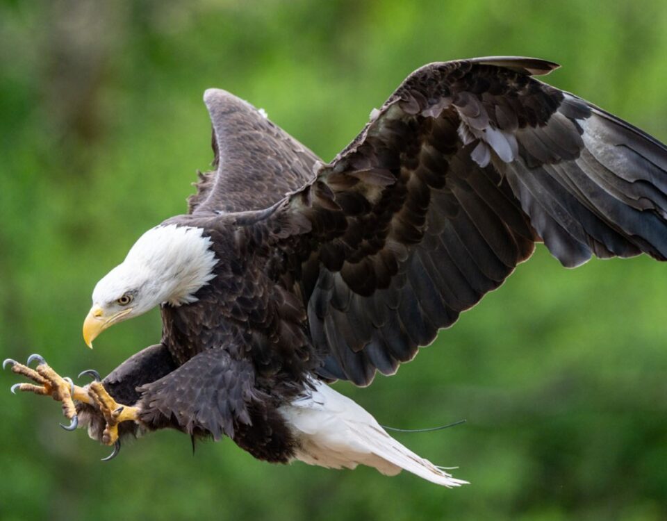eagle in flight
